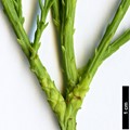SpeciesSub: var. imbricarium